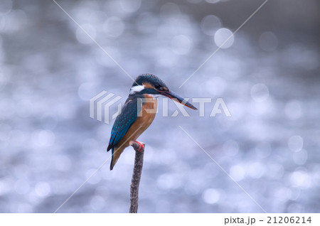 かわせみ 21206214