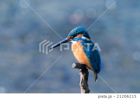 かわせみ かわせみ 21206215