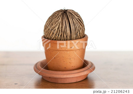 Cerbera odollam Gaertn seed in flower pot. 21206243