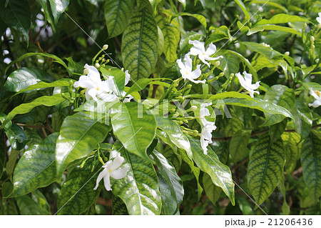 jasmine flower tree jasmine flower tree 21206436