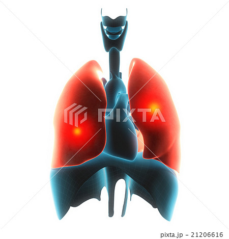lungs organ pain  21206616