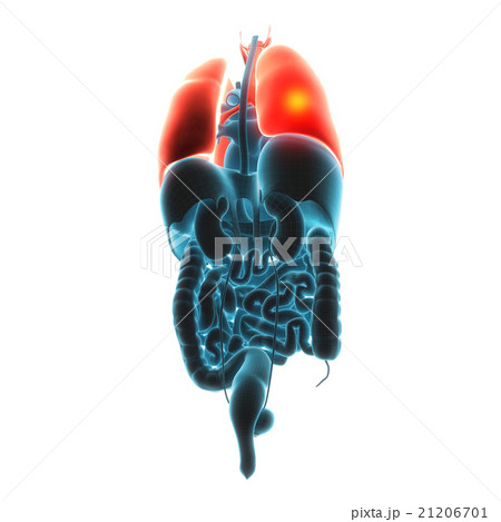 lungs organ pain lungs organ pain 21206701