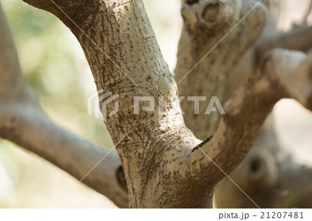 イヌツゲ 21207481