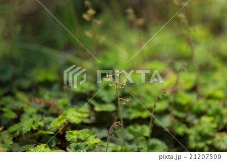 コチャルメルソウ 21207509