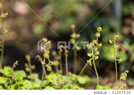 コチャルメルソウ 21207510