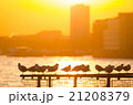 Seagulls at sunset 21208379