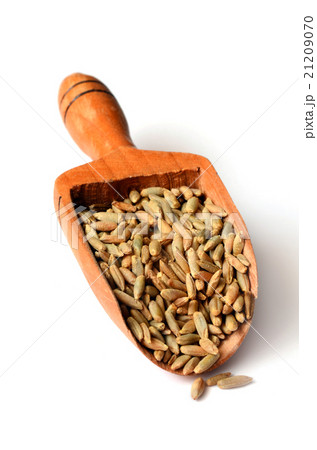 rye grain seeds 21209070