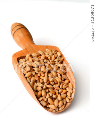 Uncooked wheat grain 21209071