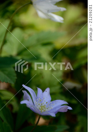 キクザキイチゲの青い花と白い花 キクザキイチゲの青い花と白い花 21209281