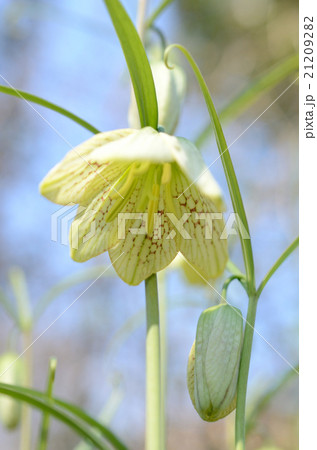 バイモ 貝母の花の写真素材 2192