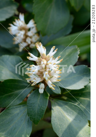 低く生えるフッキソウ 低く生えるフッキソウ 21209283