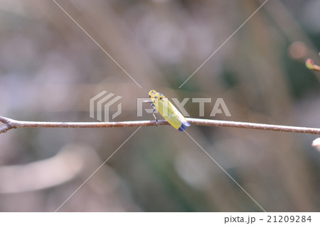 ツマグロオオヨコバイ 21209284