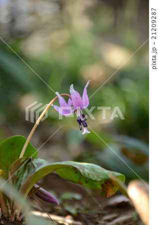 咲き始めたカタクリの花 21209287