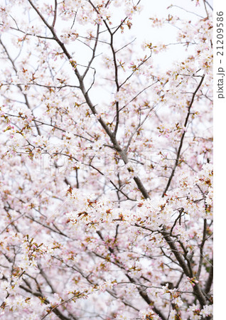 満開の桜 満開の桜 21209586