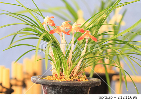 春蘭の花 21211698