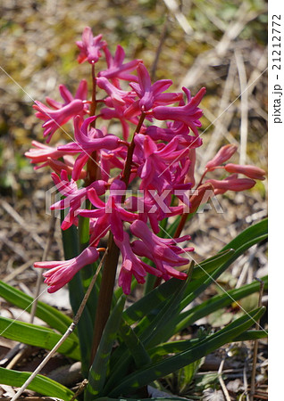 ヒアシンス　ピンク色 21212772