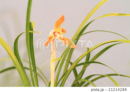 春蘭の花 21214289
