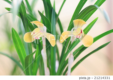 春蘭の花 春蘭の花 21214331