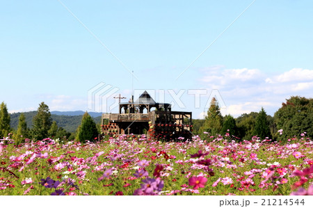 コスモス 21214544