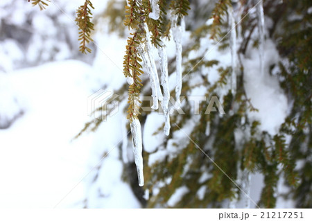 雪山のつらら 雪山のつらら 21217251