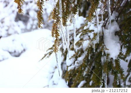 雪山のつらら 雪山のつらら 21217252