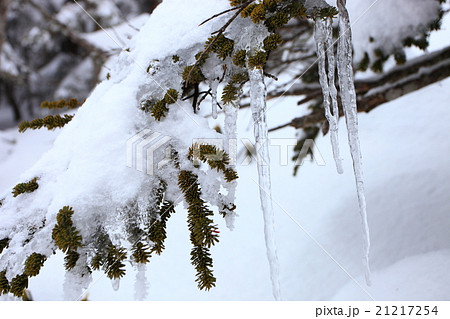 雪山のつらら 雪山のつらら 21217254