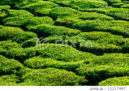 Green teal plantations close up 21217467