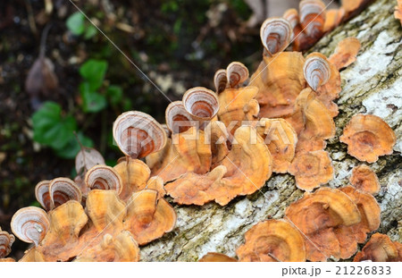 チャウロコタケ 21226833