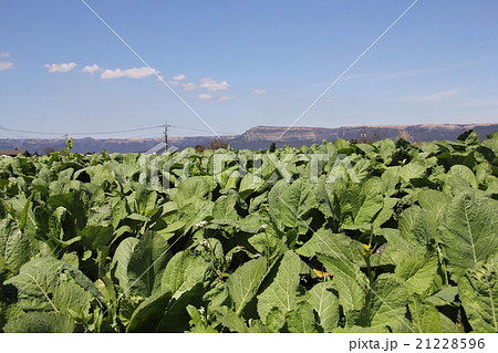 阿蘇高菜と外輪山 21228596