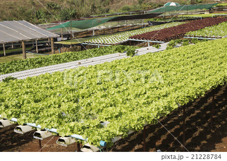 Organic vegetables hydro phonic Plantation 21228784