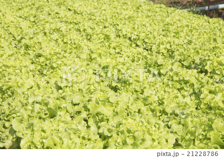 Organic vegetables hydro phonic Plantation 21228786