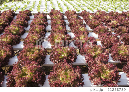 Organic vegetables hydro phonic Plantation 21228789