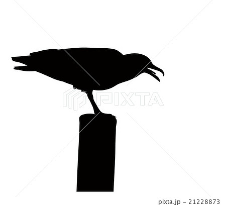 Vector seagull 21228873