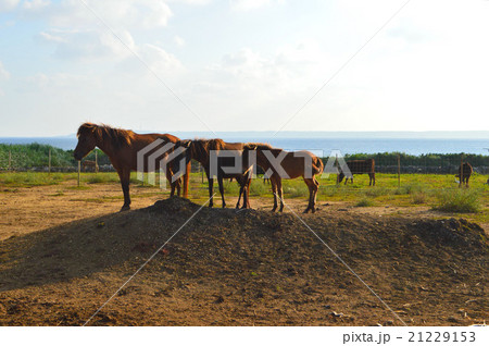 3匹の宮古馬と海 21229153
