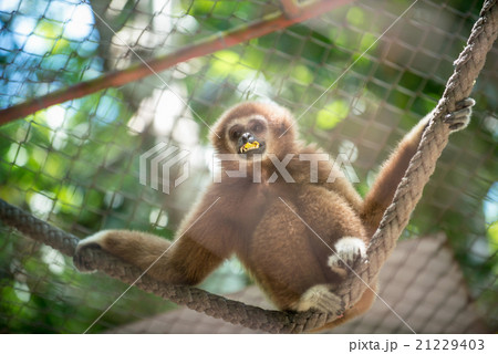brown gibbon brown gibbon 21229403