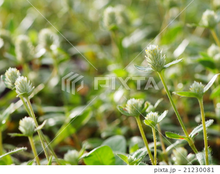 grass flowers on meadow sunny day in summer grass flowers on meadow sunny day in summer 21230081