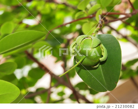 Sonneratia caseolaris treein mangrove forest Sonneratia caseolaris treein mangrove forest 21230082