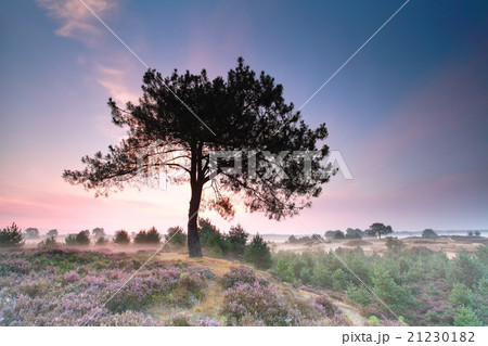 pine on hill with flowering heather at sunrise pine on hill with flowering heather at sunrise 21230182