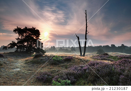 misty summer sunrise on dunes 21230187