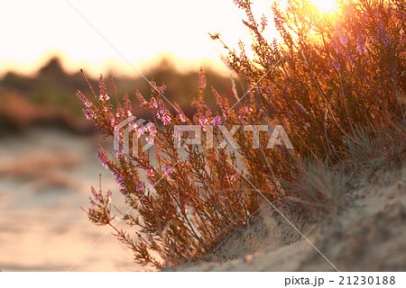 heather flowers on sand hill at sunset 21230188