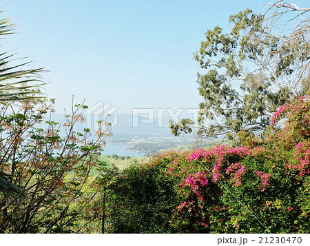 春の花々の向こうに見えるガリラヤ湖と霞むゴラン高原 春の花々の向こうに見えるガリラヤ湖と霞むゴラン高原 21230470