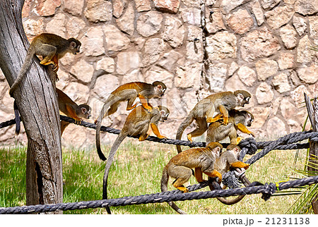 Monkeys playing on the rope Monkeys playing on the rope 21231138