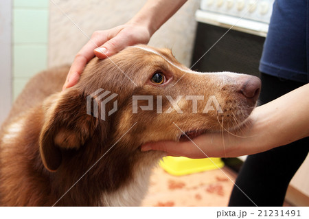 Female hand patting his pet dog in the kitchen Female hand patting his pet dog in the kitchen 21231491