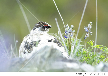 ライチョウとルピナス ライチョウとルピナス 21231634