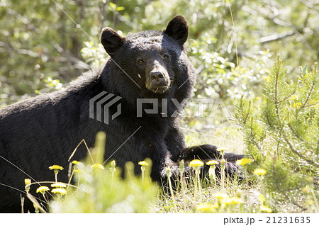 クマとタンポポ クマとタンポポ 21231635