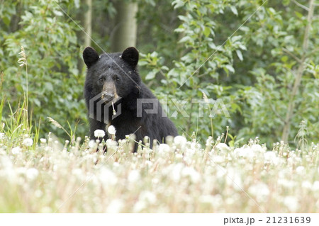 クマとタンポポ(わたげ) クマとタンポポ(わたげ) 21231639