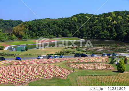 東京ドイツ村の金魚草 21231805