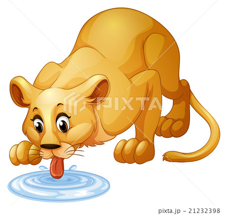 Lion drinking water from puddle 21232398