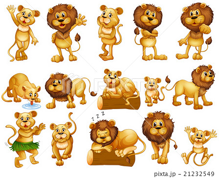 Lion And Lioness In Different Actionsのイラスト素材