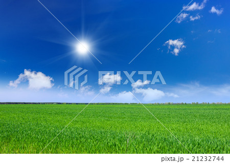 Wheat field Wheat field 21232744